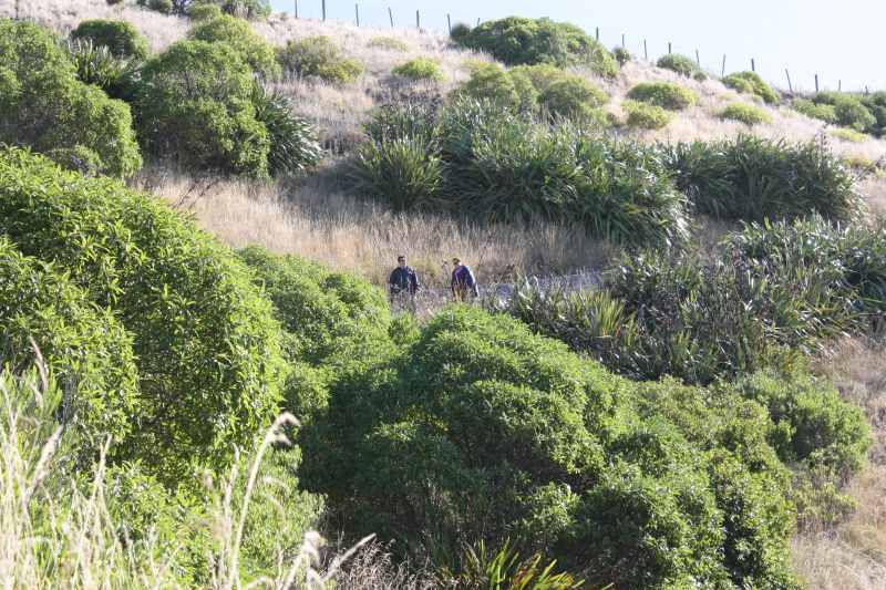 Nieuw-Zeeland 2011 - 1182